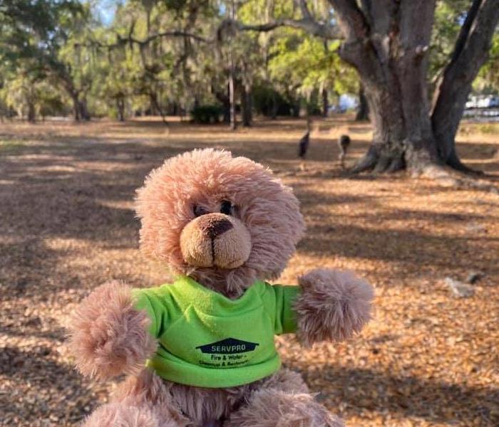 Tan teddy bear wearing green shirt posed in front of a tree in an empty yard.