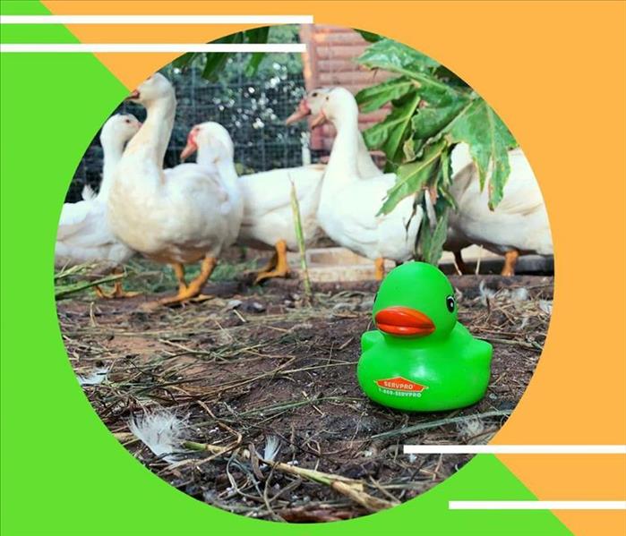 Green Rubber duck set on the ground with a flock of white ducks in the background