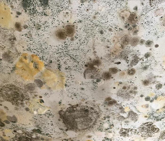 drywall covered in many different kinds of mold; yellow and brown and black