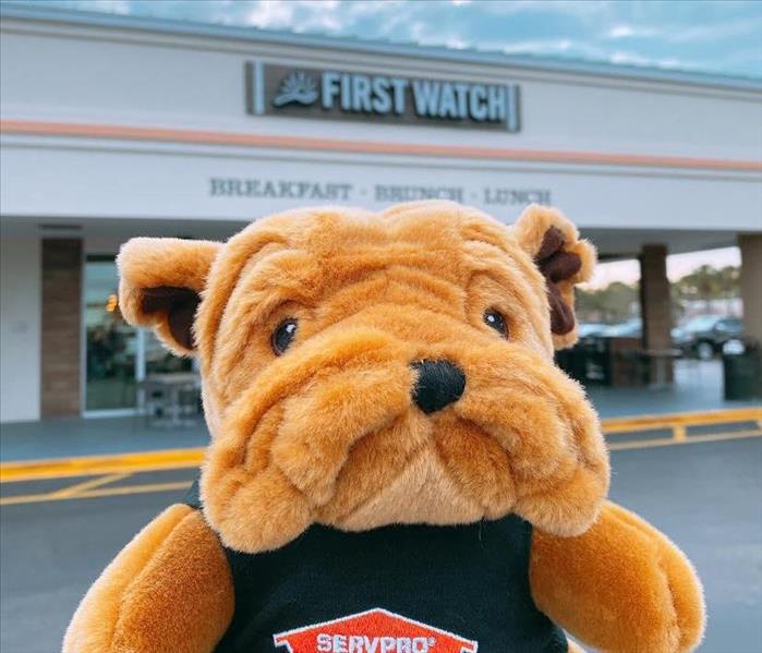 Photo of bulldog plushie held up in front of the store front for First Watch restaurant 
