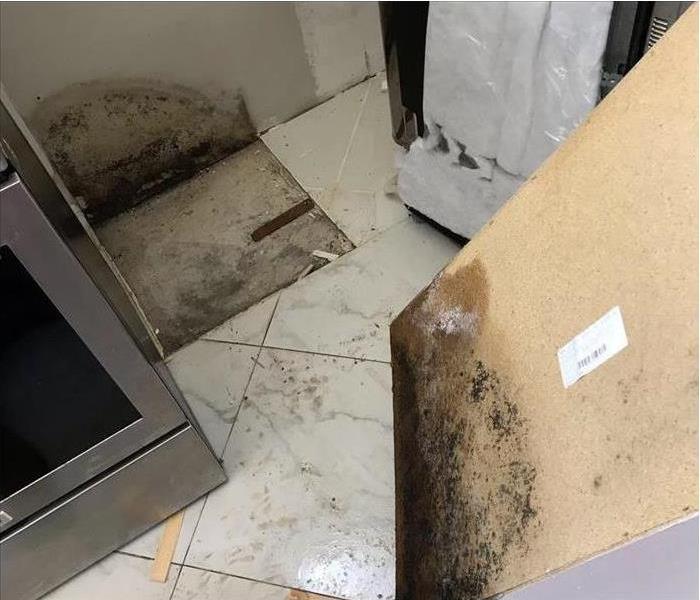 Mold found growing behind kitchen cabinet