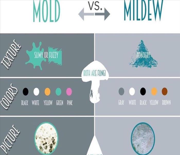 Table with graphics to distinguish the difference between mold and mildew.